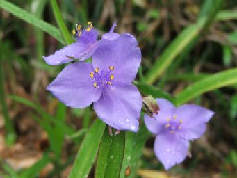 Spiderwort Spiderwort