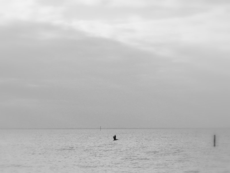 The last rose of summer