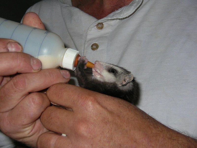 JohnFeedingPossum JohnFeedingPossum