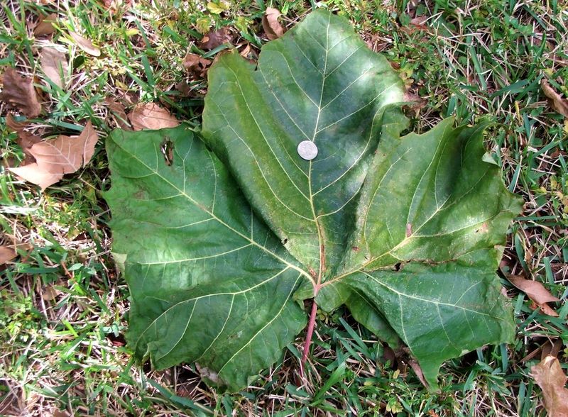 SycamoreLeaf SycamoreLeaf