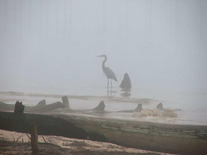 HeronInMist HeronInMist