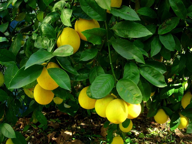 OurLemons