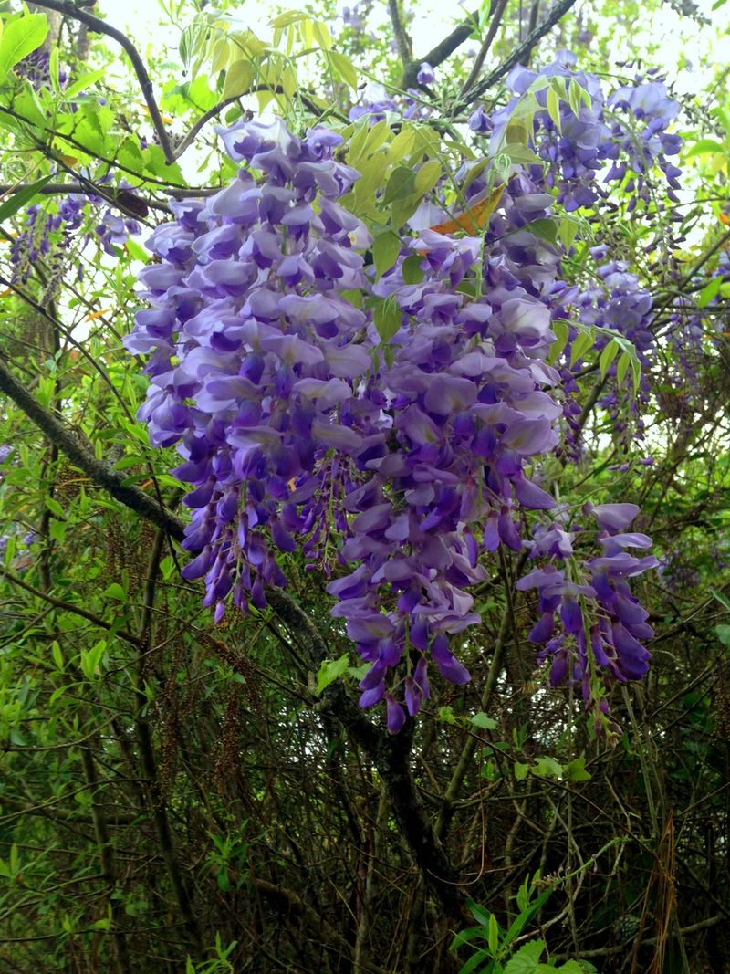 Wisteria