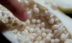 Week12-inside papaya