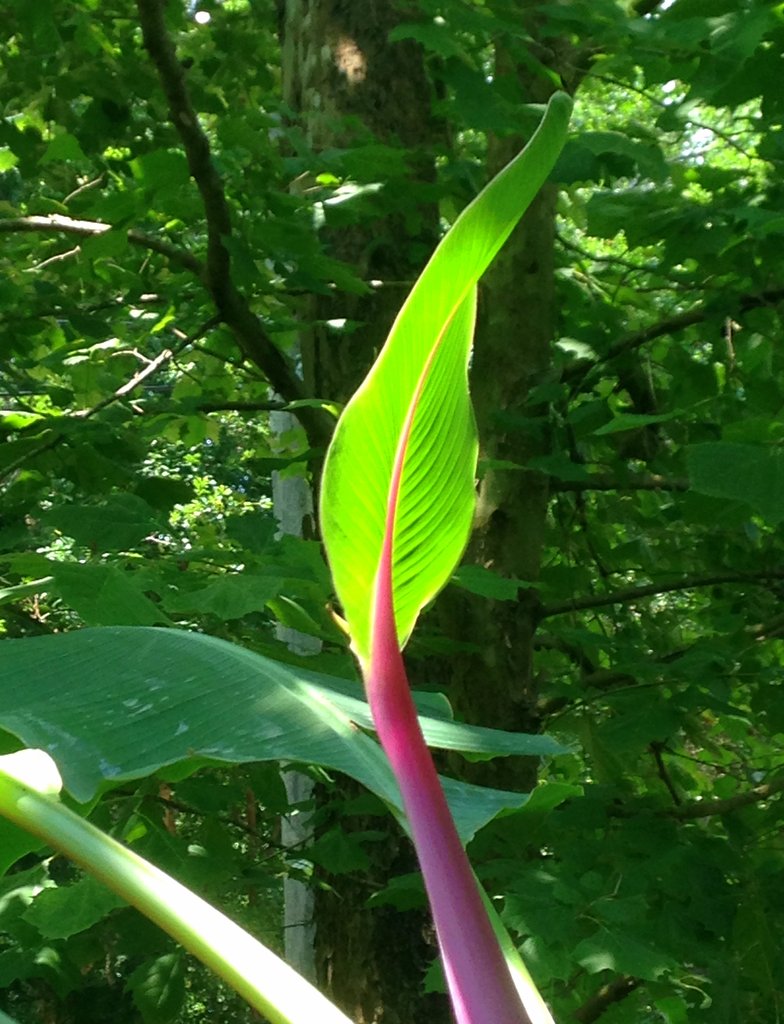 BananaLeaf-Flower BananaLeaf-Flower