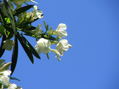 Oleander