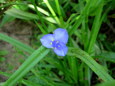 Spiderwort1