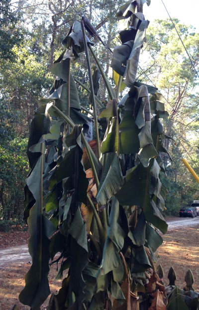 BananaTreeAfterFreeze