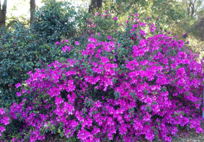 Azaleas-pink Azaleas-pink
