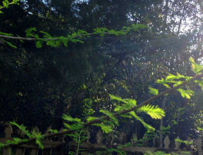 CypressBranch CypressBranch