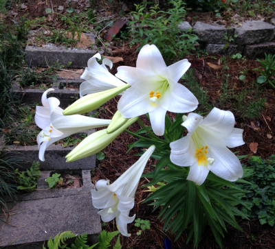 EasterLilies2018 EasterLilies2018