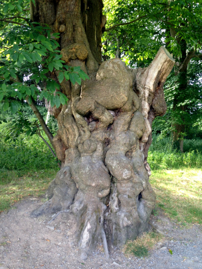 CastleWardGnarledTree