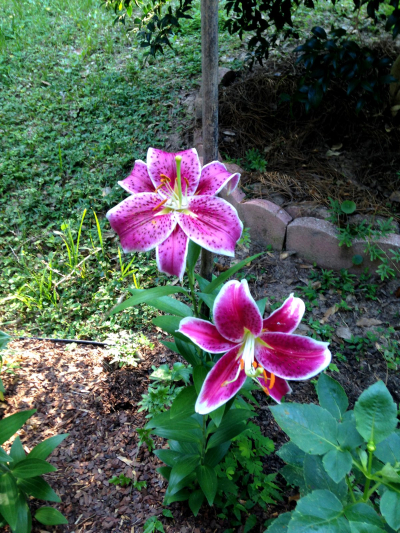 StargazerLilies StargazerLilies