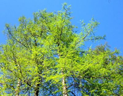 CypressSpring2019 CypressSpring2019