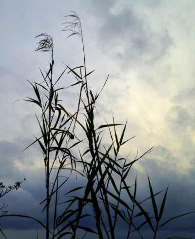 AReedShakenByTheWind