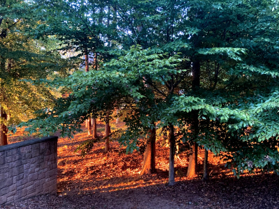 LightInTrees-WheelerStatePark